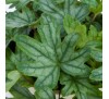 Гейхерелла Кирелла Фреш Грин (KIRELLA™ Fresh Green) C1